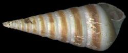 Umbilicus cargols porcellana de banda ampla