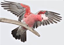 Pink Cockatoo pit