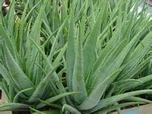 Aloe vera