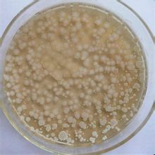 Bacillus subtilis