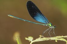 Damsel-fly