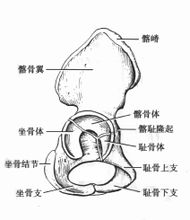Membre inferior