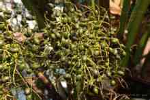 Palmetto nen
