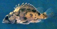 Mandarinfish fosc