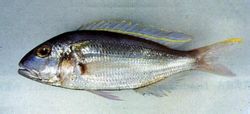 Sis dents Nemipterus