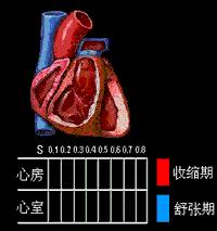 Cicle cardíac