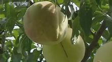 Peach neu