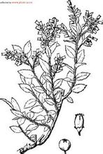 Vaccinium nen