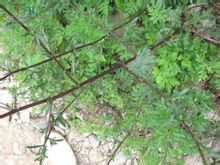 Arrel Artemisia