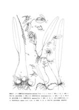 Fu Sheng Bulbophyllum