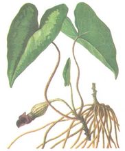 Arrowhead Muntanya