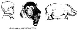 Animals omnívors