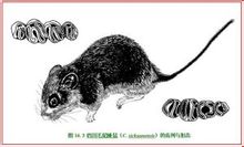Pèl de la cua de Sichuan rata
