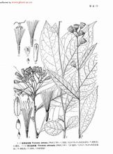 El cohosh negre
