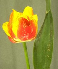 Tulipes Botrytis cinerea