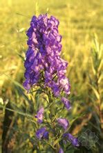 Cap Aconitum