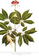 Arrel Wikstroemia