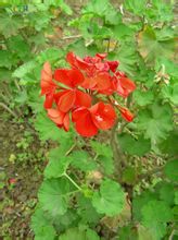 Pelargoniums