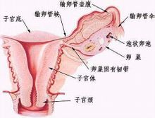 Perinatal