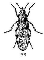 Mosquit