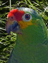 Xarxa afrontat amazon parrot