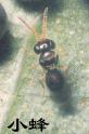 Wasps
