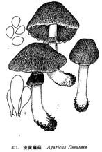 Bolets grogues