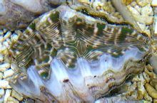 Tridacna gigues