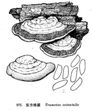 Trametes orientals