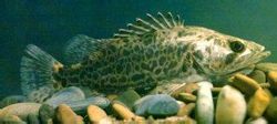 Scherzeri
