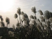 Cañas