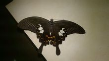 Plaques Jade Papilio