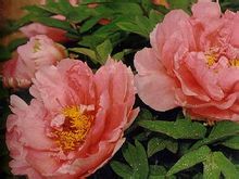 El Peach Plata