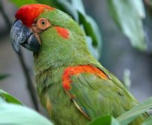 La quantitat de guacamaya vermella