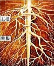Arrels laterals