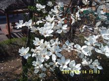 Fusta Lotus