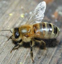 Xina, Bee