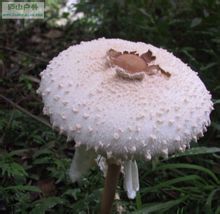 Daqing paraigua plegable