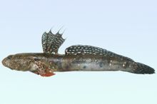 Mudskipper