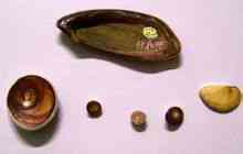 Operculum
