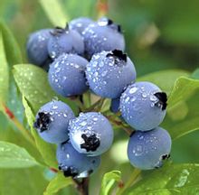 Vaccinium uliginosum