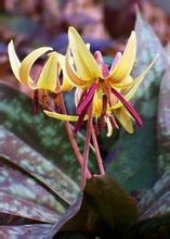 Liliaceae