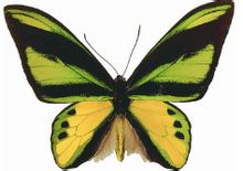 Papallona