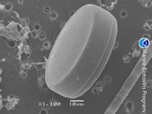 Gènere Coscinodiscus
