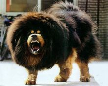 Dogo del Tibet