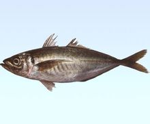 Ull Fat Scad còncava espatlla