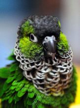 Negre Hat Conure