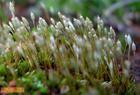 Gènere Polytrichum