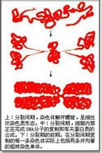 Profase