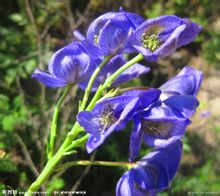Aconitum